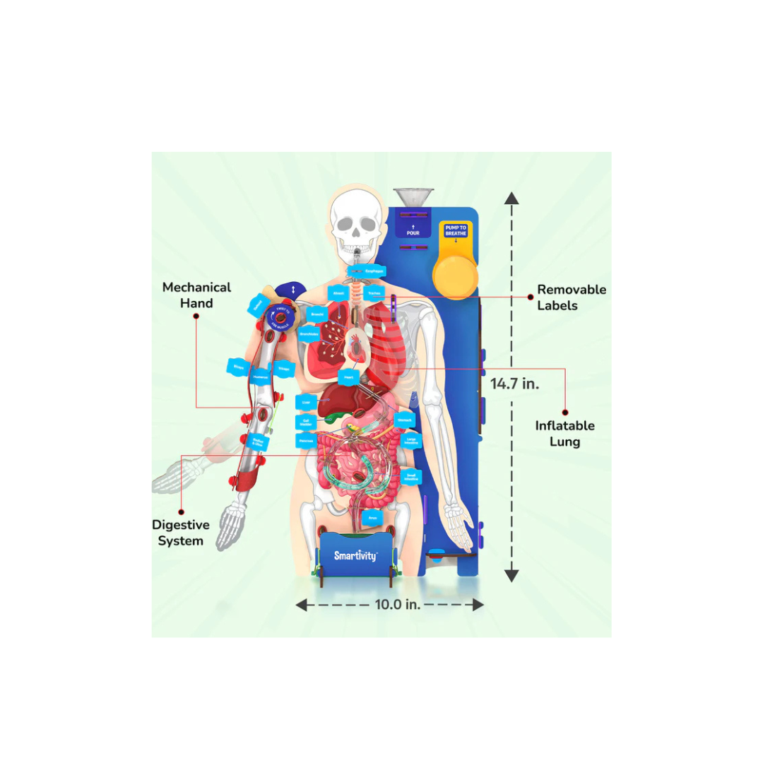 Smartivity Interactive Human Body