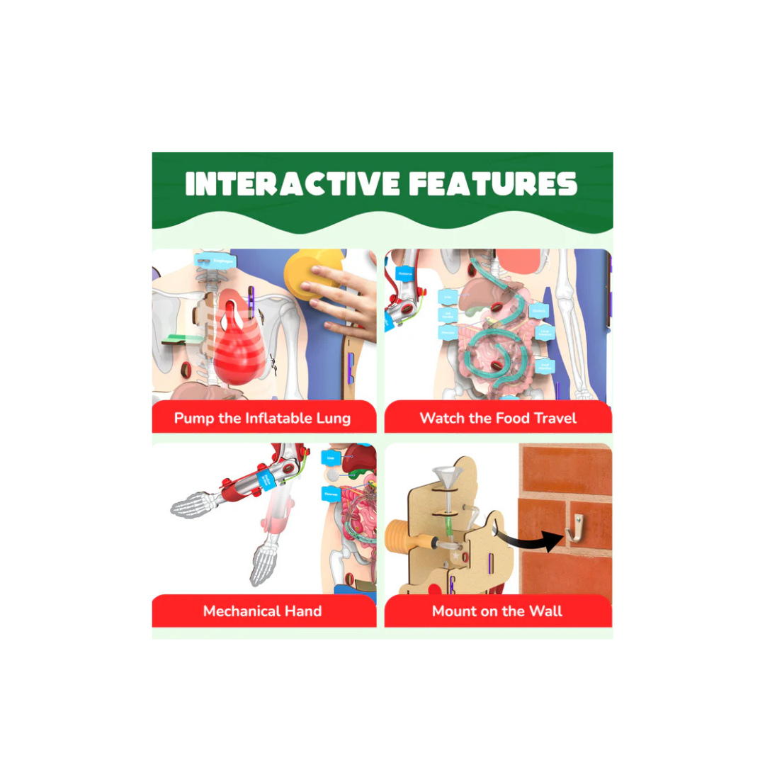 Smartivity Interactive Human Body