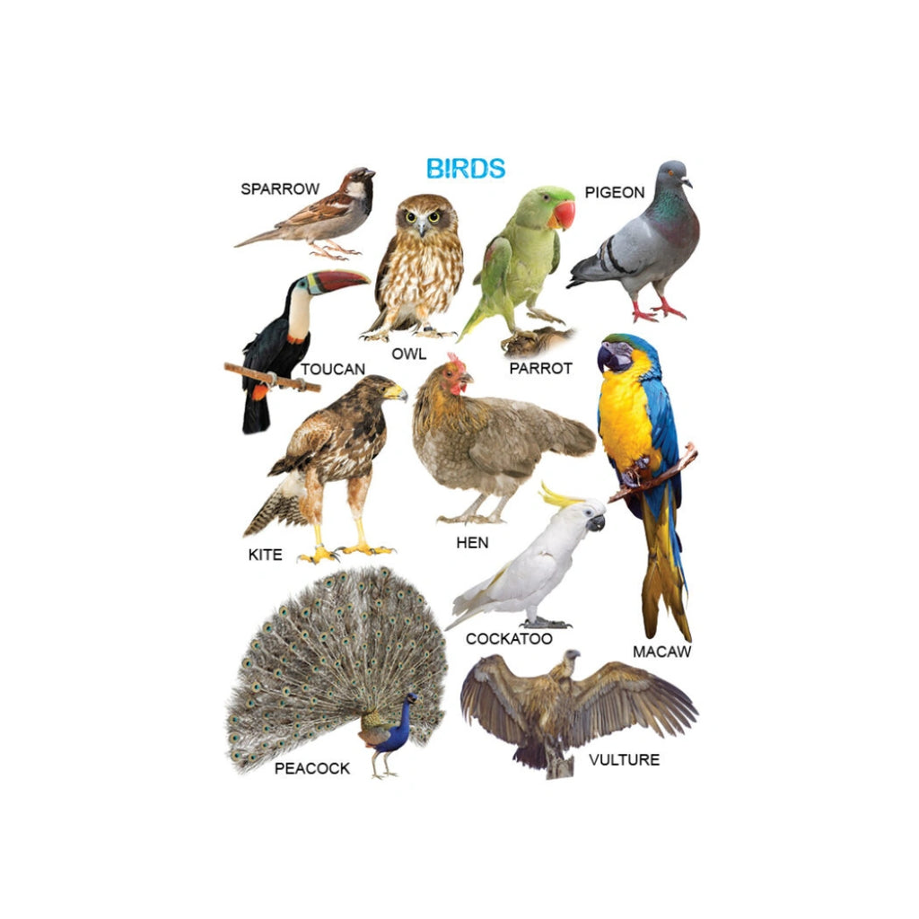 First Step Learning Book for Kids