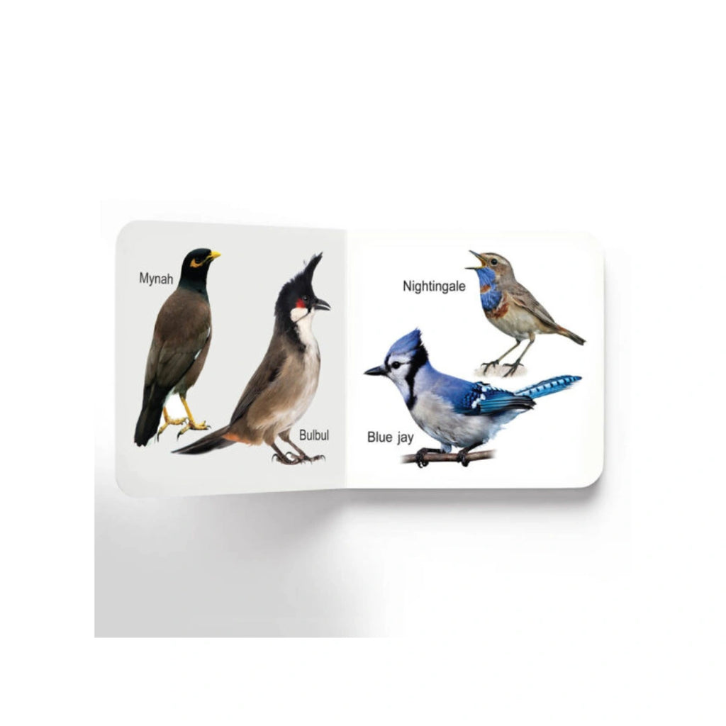 Early Learning Birds Board Book