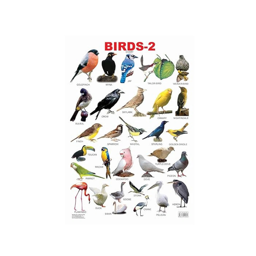 Birds learning chart for kids.