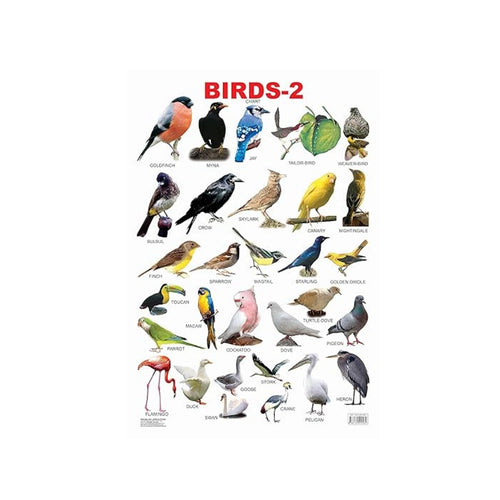 Birds learning chart for kids.