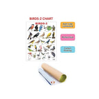 Birds learning chart for kids.