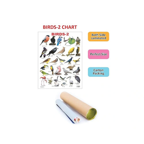 Birds learning chart for kids.