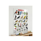 Birds learning chart for kids.