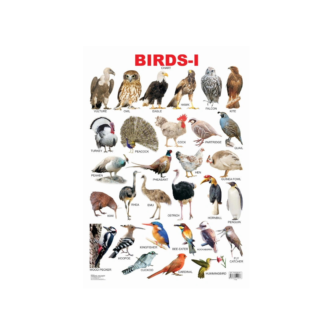 Children’s birds chart with pictures and names.