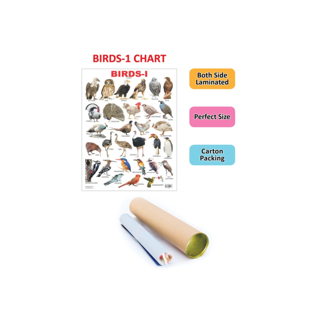 Children’s birds chart with pictures and names.