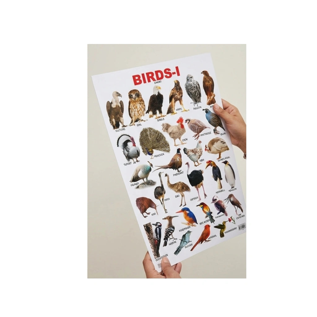 Children’s birds chart with pictures and names.