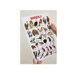 Children’s birds chart with pictures and names.