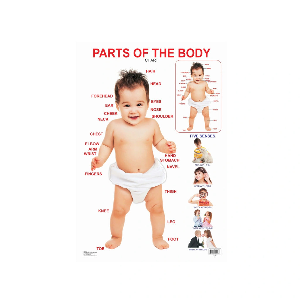Children’s body parts learning chart with labels and pictures.