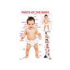 Children’s body parts learning chart with labels and pictures.