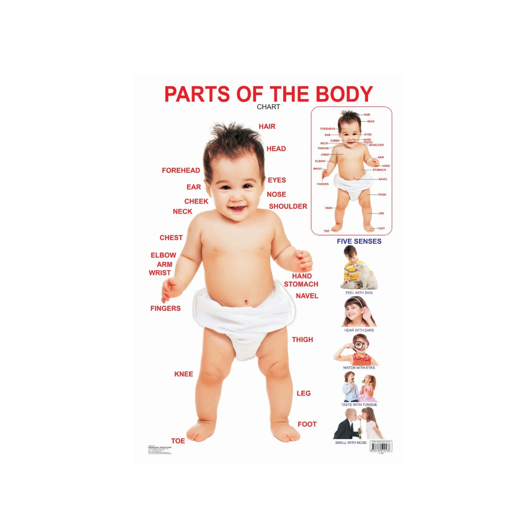 Children’s body parts learning chart with labels and pictures.