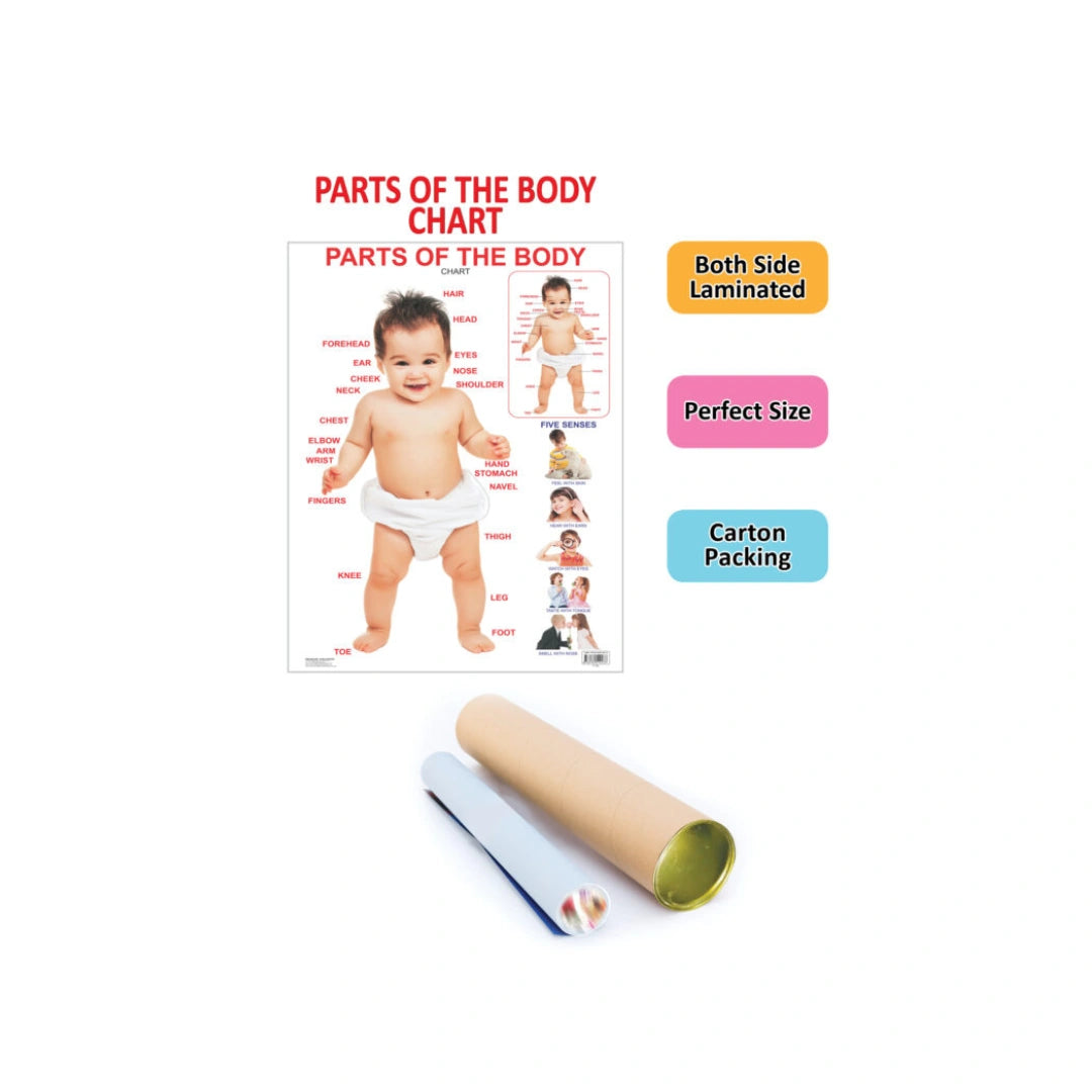 Children’s body parts learning chart with labels and pictures.