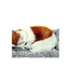 Cute Sleeping Cat Plush Toy 