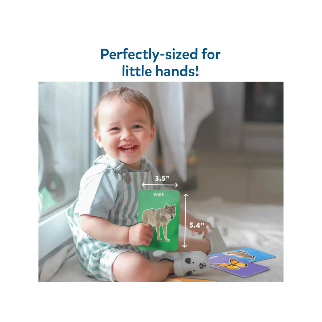 Animal learning flash cards