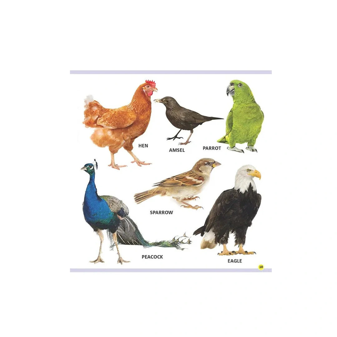 Baby’s First Animals & Birds Board Book