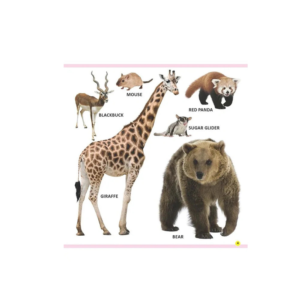 Baby’s First Animals & Birds Board Book