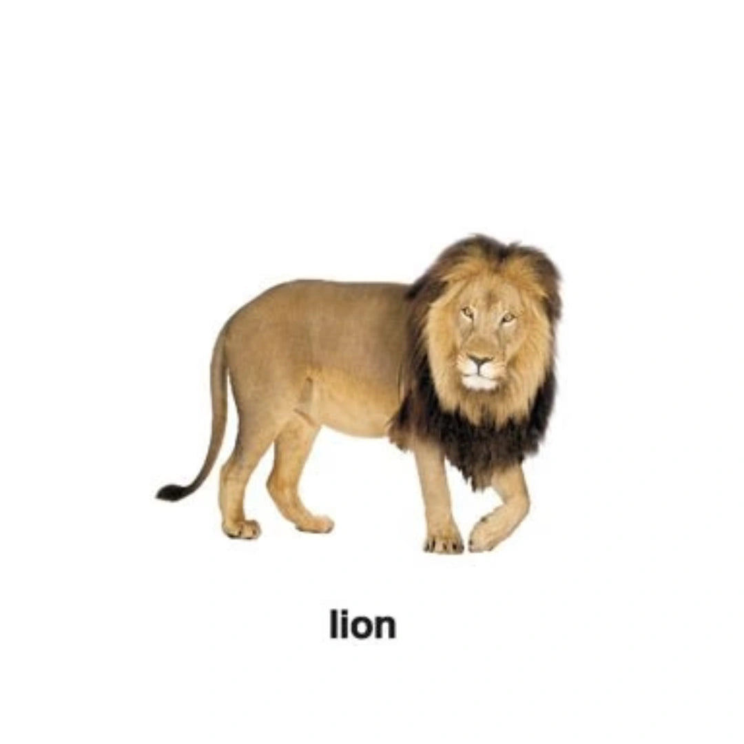 Early Learning Animals Book