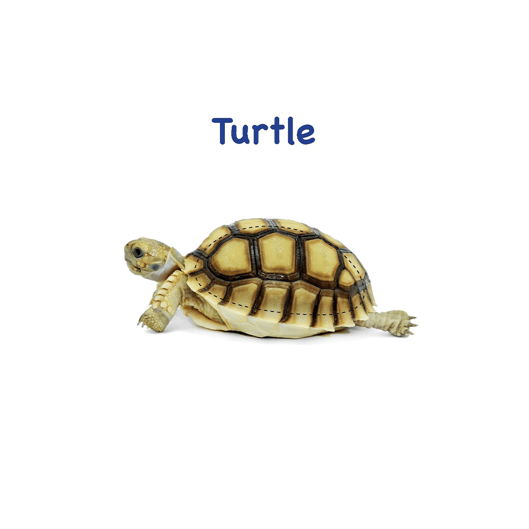 Om Books International Books Om Books Board Book: Touch And Feel Ocean World (1 Year+)