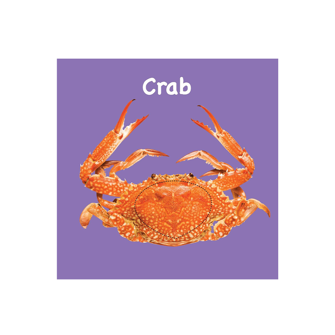 Om Books International Books Om Books Board Book: Touch And Feel Ocean World (1 Year+)