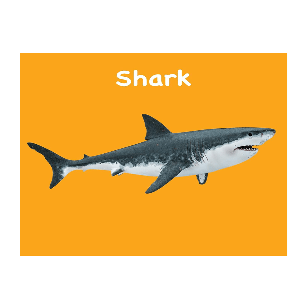 Om Books International Books Om Books Board Book: Touch And Feel Ocean World (1 Year+)