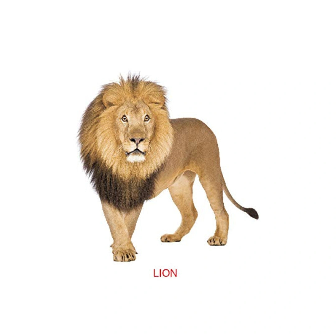 My First Zoo Animals Picture Book