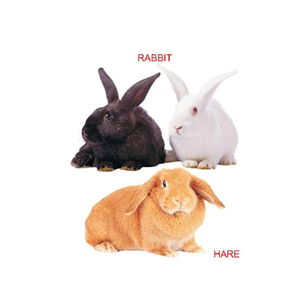My First Zoo Animals Picture Book