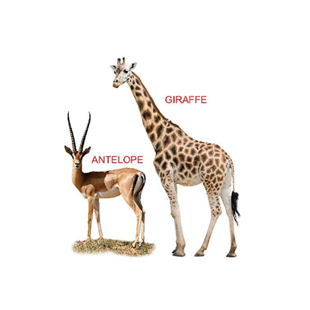 My First Zoo Animals Picture Book