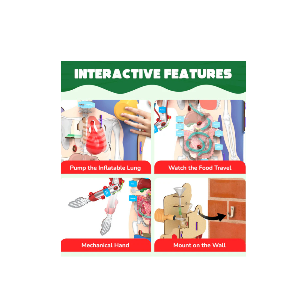 Smartivity Interactive Human Body
